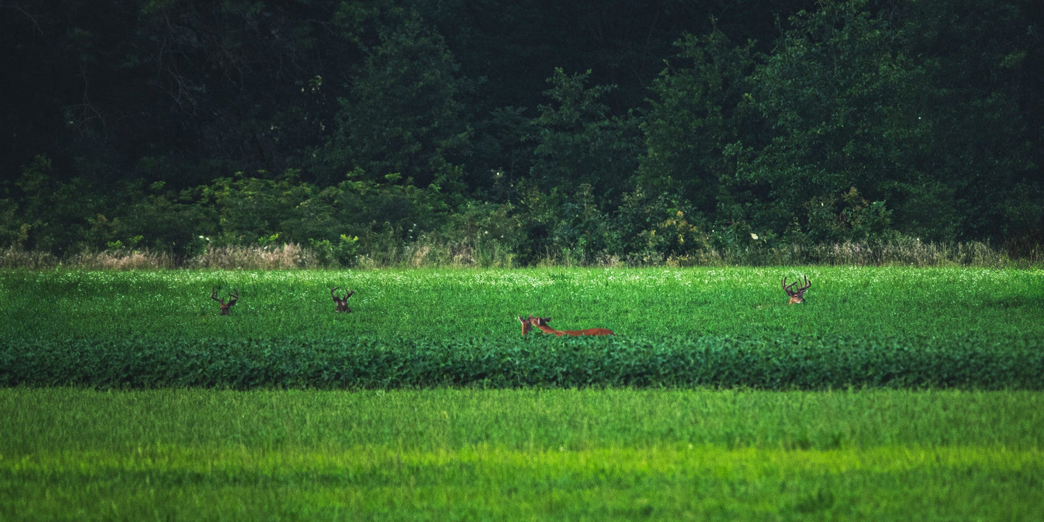 Midwest Whitetail