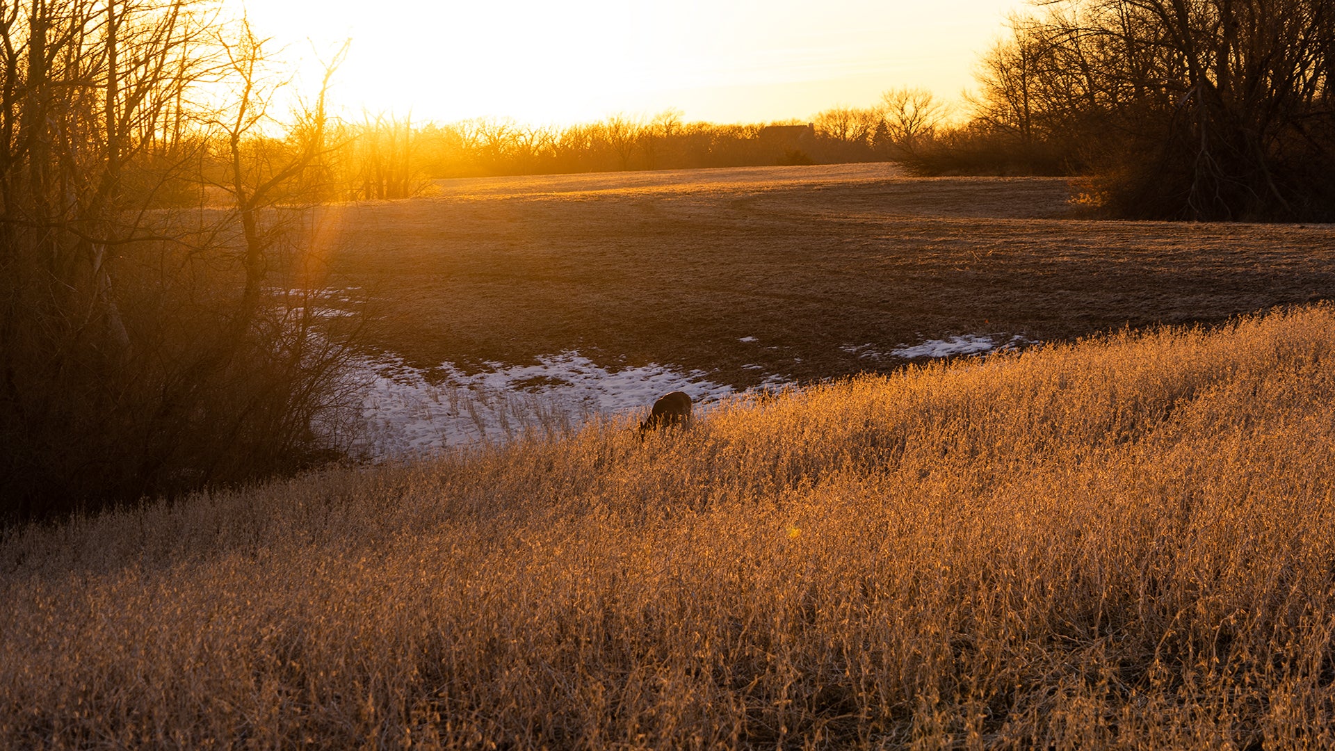 Midwest whitetail Gear Midwest Whitetail